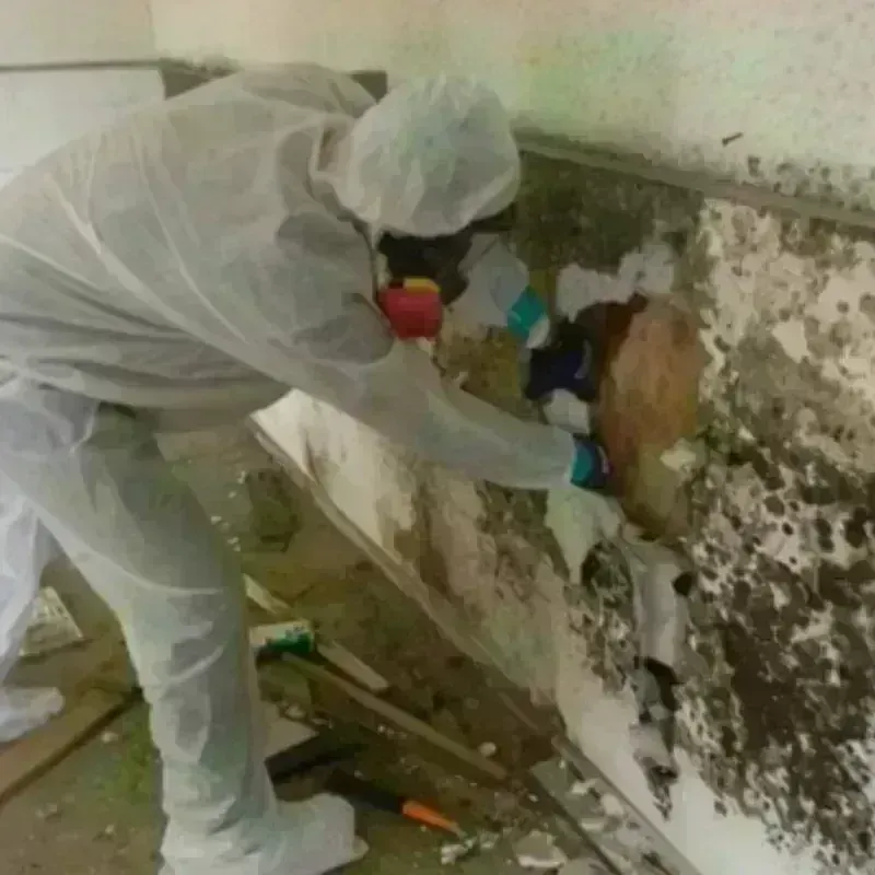 Mold Remediation and Removal in Mountain Top, PA